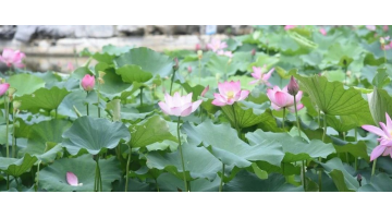 赏“荷”绽放 共护清“莲” | 幸运传世协办广西大学第十六届荷花节开幕